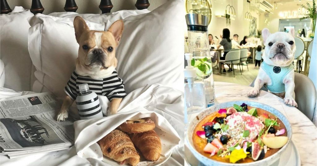 Dog Cafes In London 6 Paw Eat, Sip, & Play With Your Furry Friends